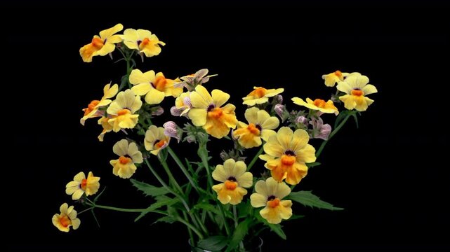 (Nemesia strumosa) Graceful flowers of yellow nemesia opening. Flowers with wavy bright yellow petals around a golden yellow throat 