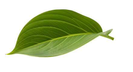 Obraz premium Fresh green leaf with detailed veins isolated on clean white background cutout