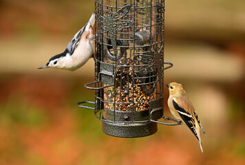 Autumn scne of a White Breasted Nuthatch hangng upside down on a bird feeder next to an American Goldfinch