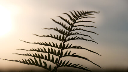 Naklejka premium Fern Silhouette: A close-up shot of a fern frond set against a warm, soft-focus background, showcasing the intricate details of its leaves.