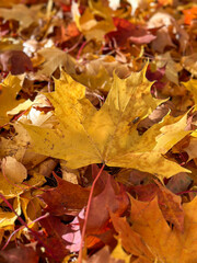 yellow maple leaves