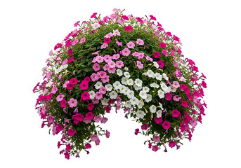 Abundant cascading petunias in vibrant pink white and magenta flowers isolated on transparent background