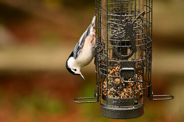 Autumn scne of a White Breasted Nuthatch hangng upside down on a bird feeder as it collects seeds