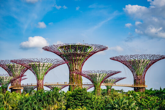 Supertrees Grove at Gardens by the Bay in Singapore under clear sky