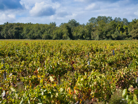 Rows of grapevines ripple across a sunny field under blue skies in Medoc, France, captured on an early autumn afternoon.