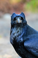 Close up of a Raven showing its plumicorns or ear tuffs standing up during social interatction with another raven
