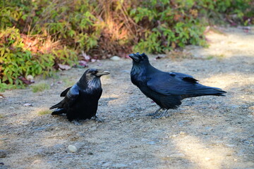 Close up of a Raven showing its plumicorns or ear tuffs standing up during social interatction with another raven