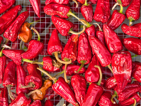 Vibrant red Espelette peppers dry on a wire rack, their wrinkled skins catching the light. Photographed in Espelette, France, celebrating Basque spice tradition.