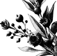botanical flower and leaf silhouette set with elegant black and white natural plant shapes © Bryan