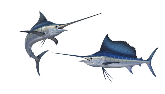 Marine predator pair swordfish and marlin collection, isolated on transparent background