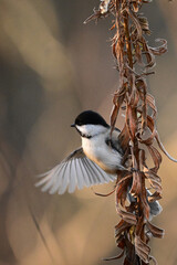 Black Capped Chickadee perched on Goldenrod