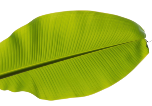 Bright green banana leaf PNG isolated on transparent background, tropical foliage for design and decoration, vibrant nature element