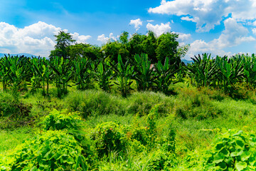 Obraz premium Banana palm plantations.Not far from Nha Trang in Vietnam. 