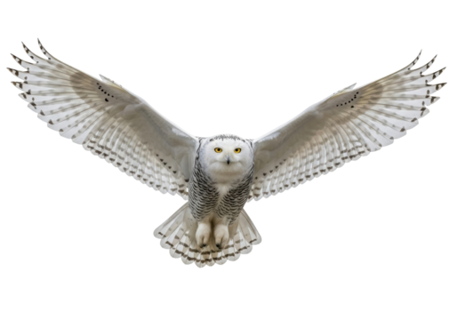 Majestic snowy owl flying PNG isolated on transparent background, beautiful bird of prey with outstretched wings for wildlife designs