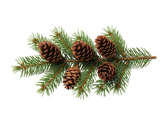 Pine branch with cones isolated on white or transparent background