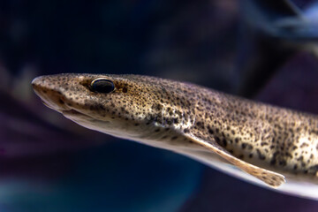 Underwater shark portrait. Macro profile.
