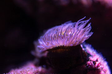 Sea anemone in neon. Purple macro.