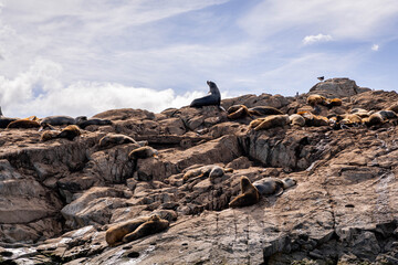 Sea lions resting on the rocks near the Lighthouse at the End of the World, Ushuaia, Argentina