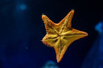 Starfish in blue depth. Underwater world.