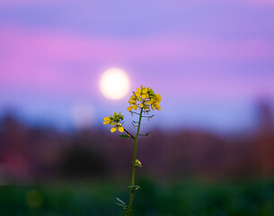 Bl&uuml;hender Gelbsenf vor dem aufgehenden Vollmond