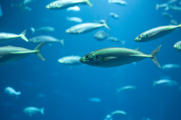 Silver fish in blue depth. Underwater motion.