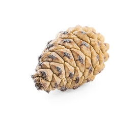 Fresh young conifer cone isolated on white