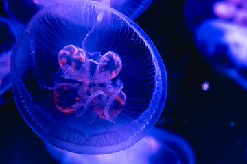 Translucent jellyfish with neon glow. Purple macro.