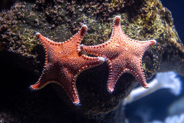 Two sea stars on reef. Textured macro.
