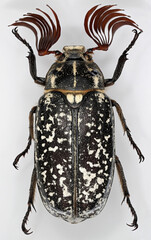 Pine chafer, Polyphylla fullo. Is one of the largest European beetle of Scarabaeidae family. A detailed macro photo of this beautiful insect on a gray background.
