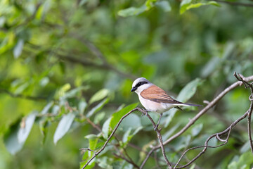 Red-backed shrike sits on a tree branch