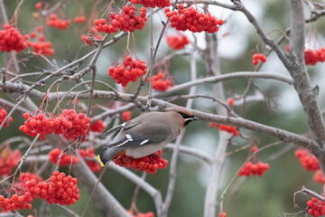 Waxwings eating rowan berries in winter close-up