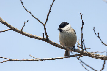 A close-up of a Marsh tit perched on a branch