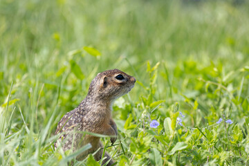 Speckled ground squirrel animal standing in the grass close up