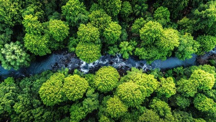 Overhead view showcases a vibrant river winding through lush green treetops, a forest scene