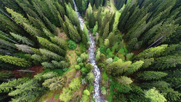 Aerial view of a dense forest with a winding river carving through the lush green trees