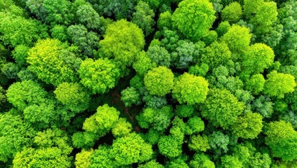 Naklejka premium An aerial view showcases a vibrant green canopy of diverse trees