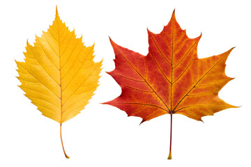 Fototapeta premium Vibrant yellow and rich red autumn leaves, showcasing the beautiful seasonal transition and nature's artistic palette, isolated on a clean white background