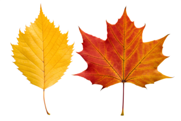 Vibrant yellow and rich red autumn leaves, showcasing the beautiful seasonal transition and nature's artistic palette, isolated on a clean white background