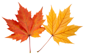 Detailed studio photograph of two colorful autumn maple leaves in shades of red and yellow, isolated on a clean white background, symbolizing the fall season