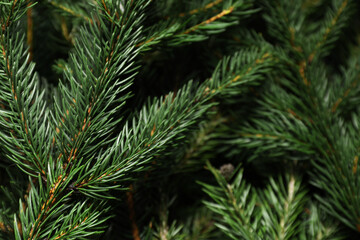 Beautiful Christmas tree branches as background, closeup
