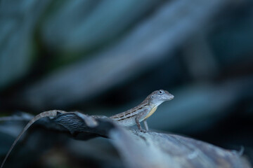 Naklejka premium Eidechse