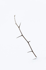 Thorny branch on a clean white snow background. Minimalism, copy space.
