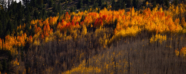 golden aspens