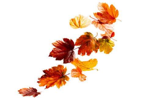 Falling autumn leaves in warm colors on white background, isolated on transparent cutout background