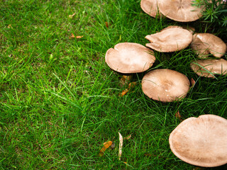 Toadstools flat cap growing in grass 