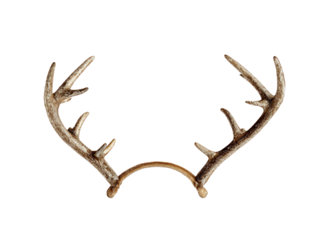Pair of Deer Antlers on White Background, isolated on transparent cutout background