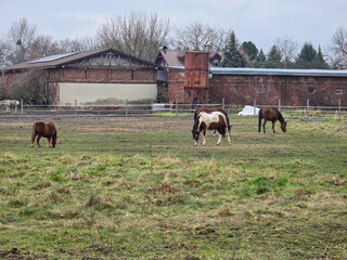 Horses graze on the farm