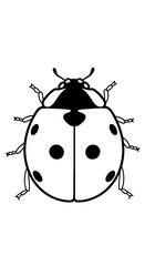 Obraz premium Detailed Ladybug Illustration for Educational Projects & Natural Science Designs: A Black and White Line Art Ladybird Insect Isolated on White for Coloring Books, Entomology, Biology Resources, Graphi