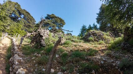 Rocky Hillside with Lush Green Trees