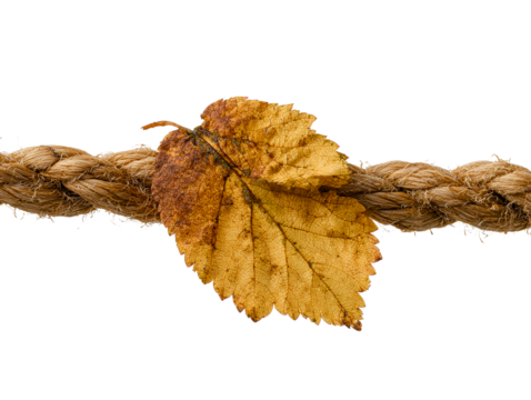 Single dried yellow leaf resting on coarse brown rope, isolated on transparent cutout background - Powered by Adobe